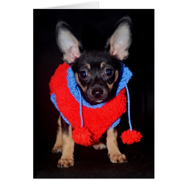 Cartão Cachorro no Wooly Sweater (Frente)