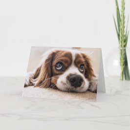 Cartão Cachorro Panelado De Olhos Tristes