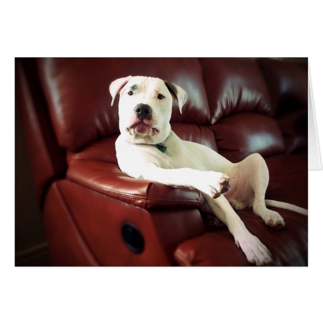 Cartão cachorro pit bull branco engraçado no sofá (Frente Horizontal)