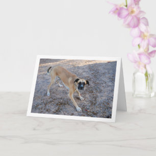 Cartão Cachorro Pronto para Jogar