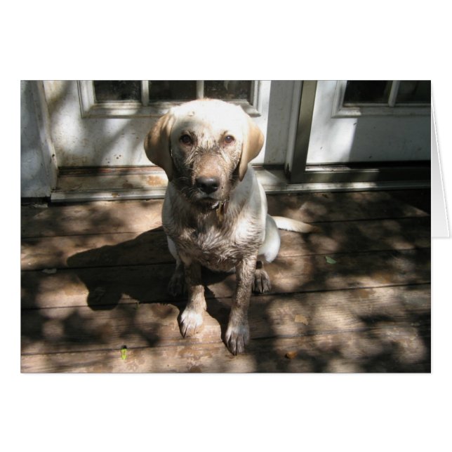 Cartão Cachorro Sujo (Frente Horizontal)