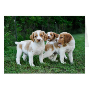 Cartão Cachorros Brittany