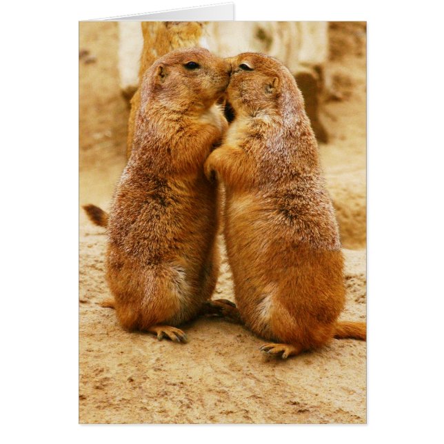 Cartão Cachorros De Prairie Negra Beijando (Frente)