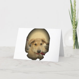 Cartão Cachorros e Cachorros Bonitos são o segundo melhor