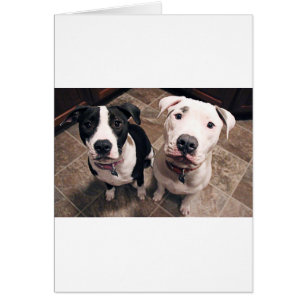 Cartão cachorros pitbull adoráveis