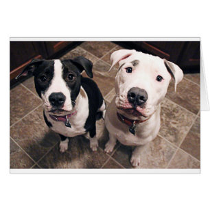 Cartão cachorros pitbull adoráveis