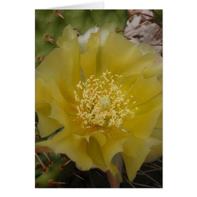 Cartão Cacto Amarelo em Flor (Frente)