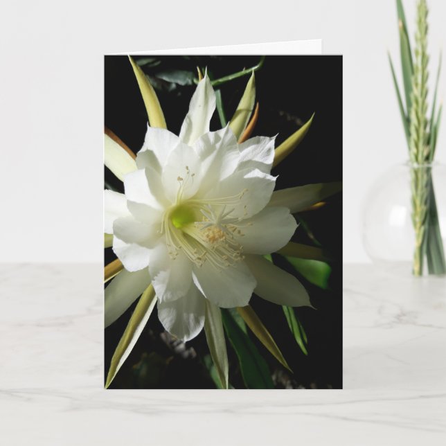 Cartão Cactus Bloom (Frente)