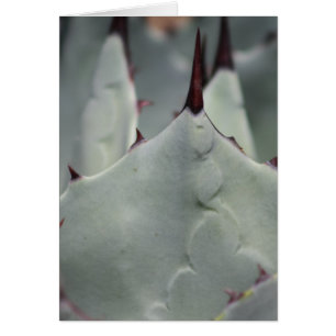 Cartão Cactus do pátio