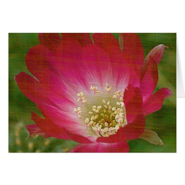 Cartão Cactus Flower (Frente Horizontal)