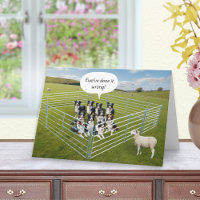 Cães Border Collie e Ovelhas Aniversário Divertido