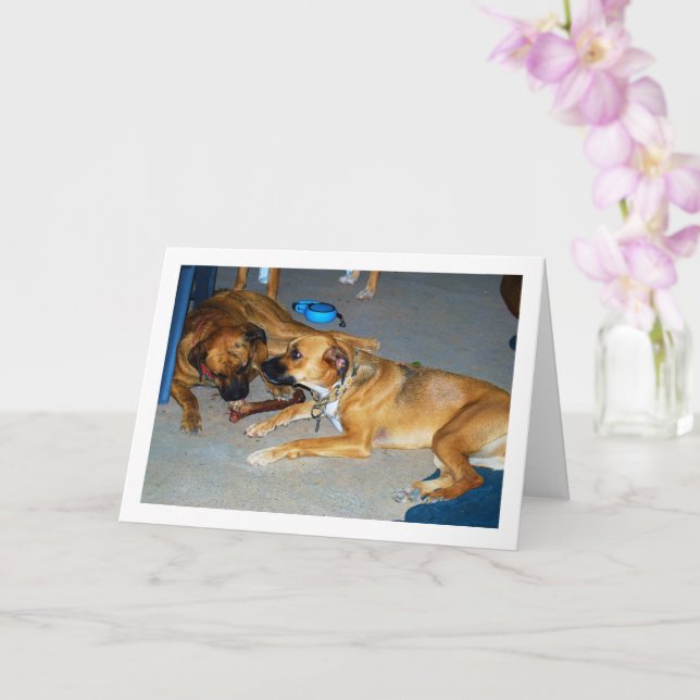 Cartão Cães com Osso (Orquídea)