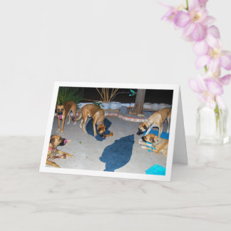 Cartão Cães com Ossos e toalhas