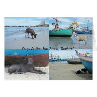 Cartão Cães De Hua Hin Beach, Tailândia