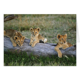 Cartão Cães de leões em log, Panthera leo, Masai Mara, 2