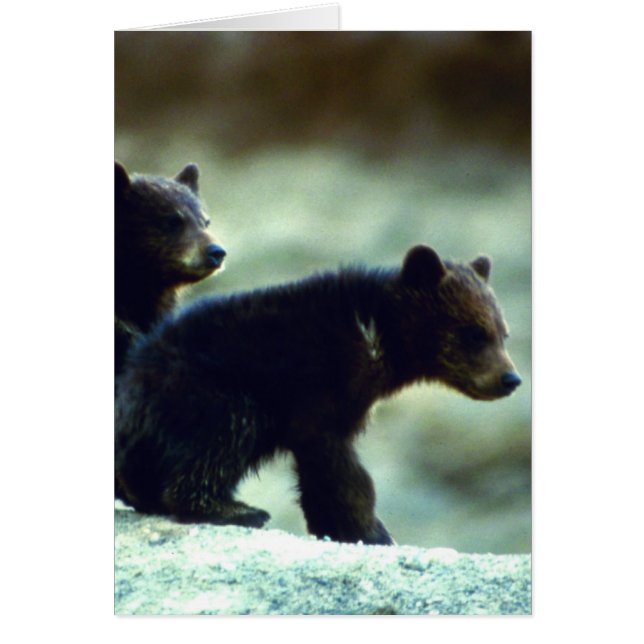 Cartão Cães de Urso Negro (Frente)