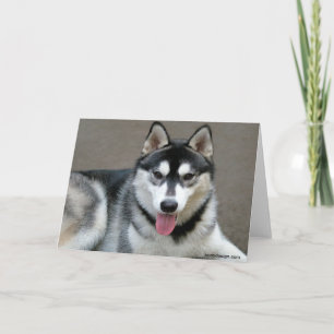 Cartão Cães Malamute do Alasca