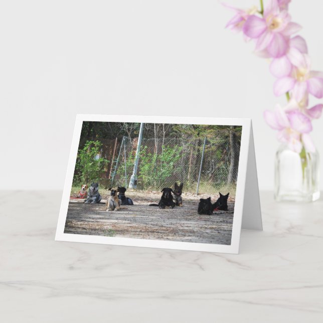 Cartão Cães na Escola de Treinamento (Orquídea)