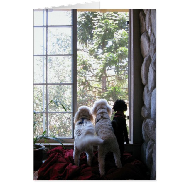 Cartão Cães na janela (Frente)