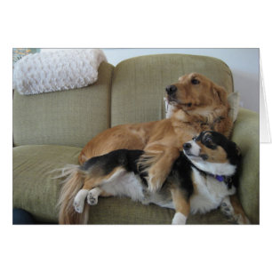 Cartão Cães se Abraçando Cachorro Golden Retriever Corgi