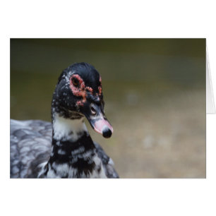 Cartão Cairina moschata domestica