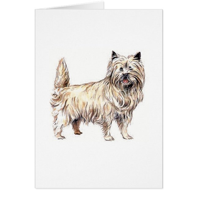 Cartão Cairn Terrier (Frente)