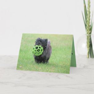 Cartão Cairn terrier