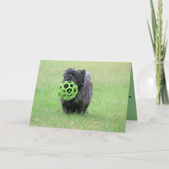 Cartão Cairn terrier (Frente)