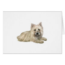 Cairn Terrier (Trigo) - deitado