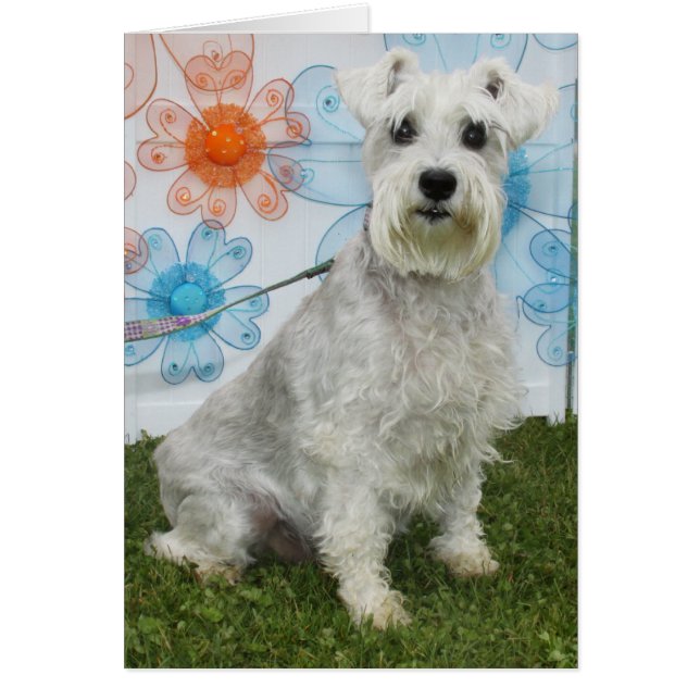 Cartão Caitlin - Schnauzer (Frente)