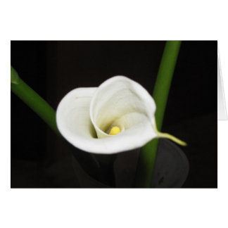 Cartão Cala Lily