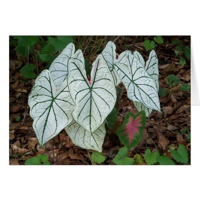 Cartão Caladium branco (Frente Horizontal)