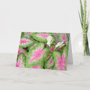 Cartão Caladiums