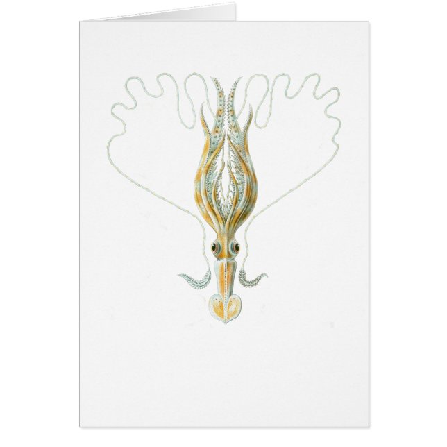 Cartão calamar Longo-armado (Frente)