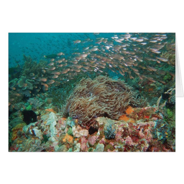 Cartão Caleidoscópio (Frente Horizontal)