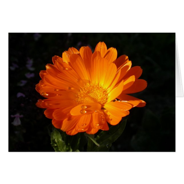 Cartão Calendula officinalis (Frente Horizontal)