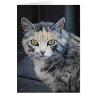 Cartão Calico Cat