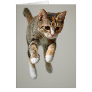 Cartão Calico Cat Jumping