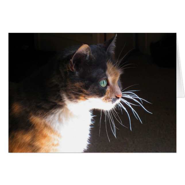 Cartão Calico Cat Whiskers (Frente Horizontal)