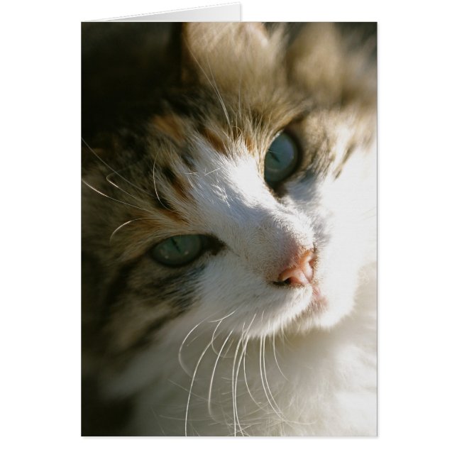 Cartão Calico Tiger Cat (Frente)