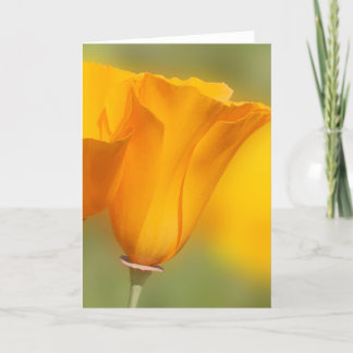 Cartão California Poppy