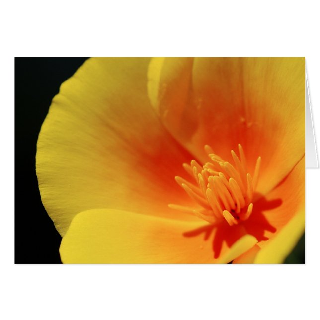 Cartão California Poppy (Frente Horizontal)
