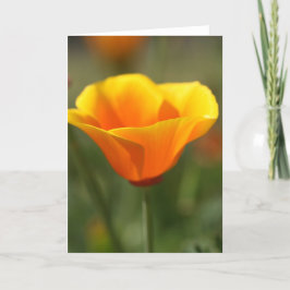 Cartão California Poppy