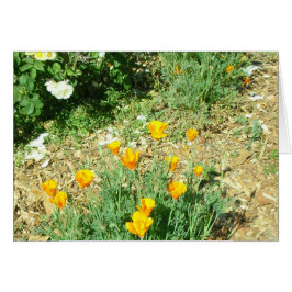 Cartão California Poppy nº 6