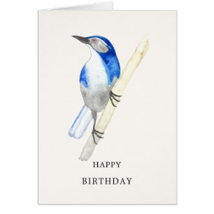 Cartão California Scrub Jay Happy Birthday Card