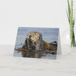Cartão California Sea Otter Card - Enhydra lutris photo