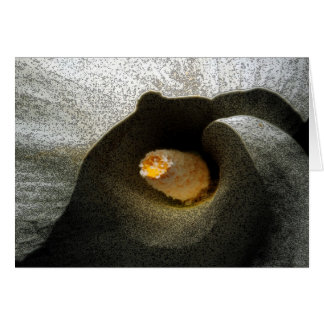 Cartão Calla Closeup