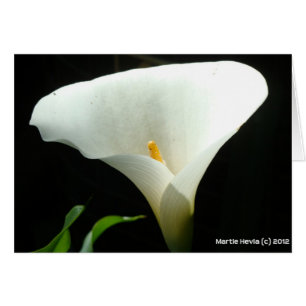 Cartão Calla Lily