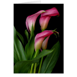 Cartão Calla Lily
