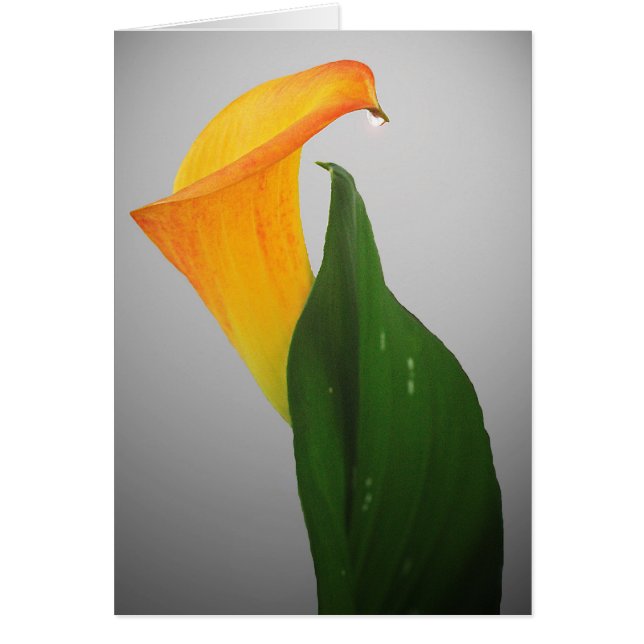 Cartão Calla Lily (Frente)